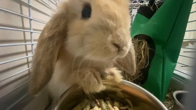 Зайчик# КрОлИк# ПушИсТИк#пИп🐰🐇#ЕвА#