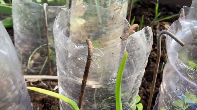 Лук чернушку защищаем от солнечных лучей и холодных ветров.