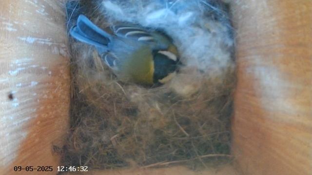 Синичник - День двадцать пятый (09.05.2025) часть 2