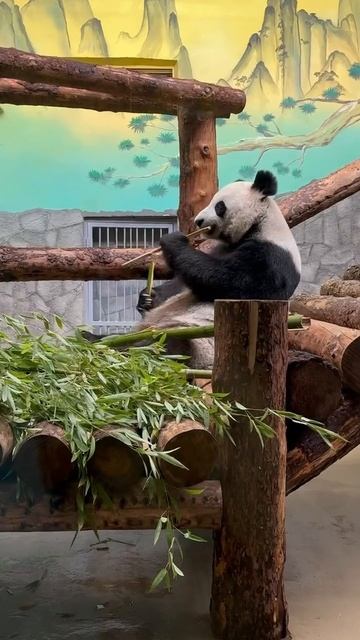 Самое милое создание в мире это панда 🐼 #актив #roblox #фо
