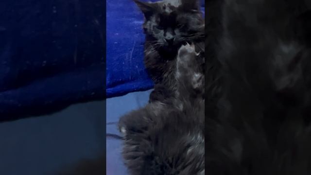 Кот и кошка Мейнкун Чёрный дым.