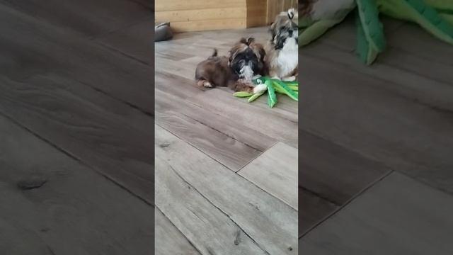 1000116265.mp4