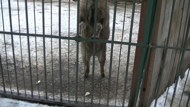 vatravel.ru Зоопарк Лимпопо в Нижнем Новгороде