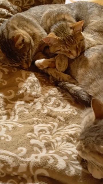Все VIP места заняты.🐱🐈🐈🐱💞🏡🐾