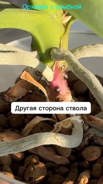 Закуклился корень - это как? #orchidcare #orchid #орхидеипереса?