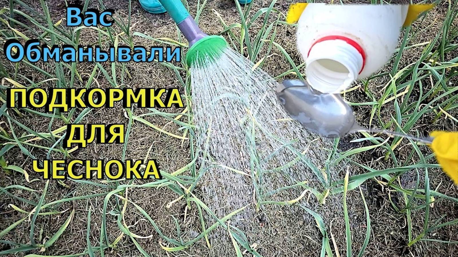 ВСЕ ВРАЛИ! Вот настоящая ПОДКОРМКА для Чеснока Листья чеснока не будут желтеть