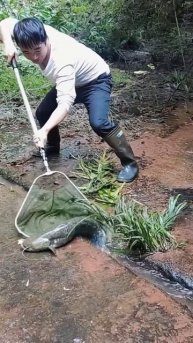 Catch wild fish #shorts