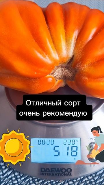 Гиганты в теплице ▪︎ теплица ▪︎ лучшие сорта томато?
