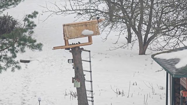 Самодельная кормушка для птиц