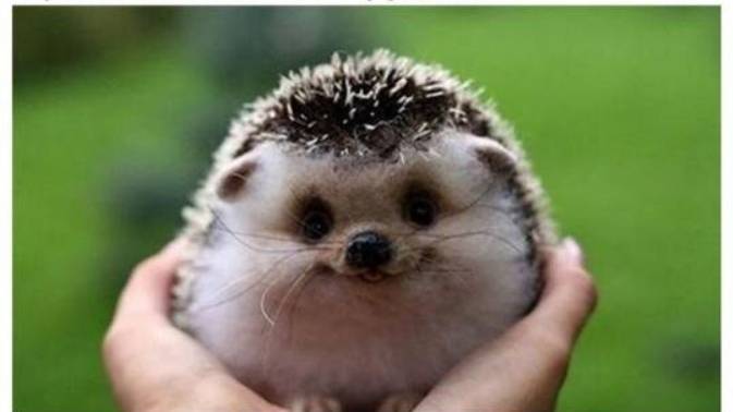 просто  песенка на немецком)))