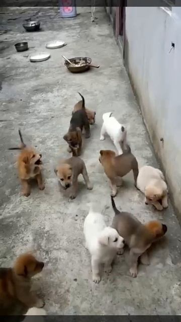 cute puppies #puppy #puppies #puppydog #cuteanimals #funnyanimals #youtubeshorts #shorts
