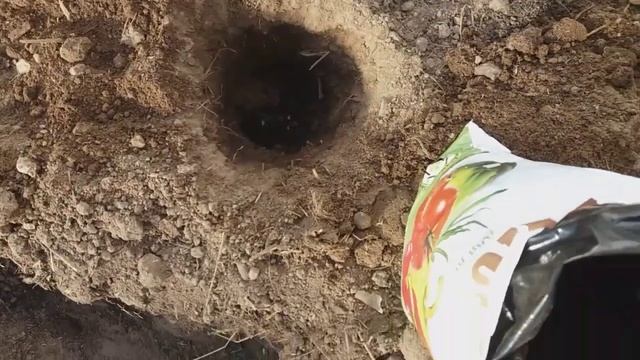 Как правильно ВЫСАЖИВАТЬ РАССАДУ ПОМИДОРОВ в теплицу 🍅 Что ПОЛОЖИТЬ в лунку. Томаты ДАЛИ УРОЖАЙ