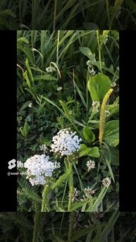 Ленинградская область. Хвойное. 16.06.2024. Растение- тысячелистник