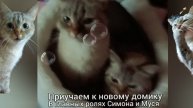 ПРИУЧАЕМ К НОВОМУ ДОМИКУ