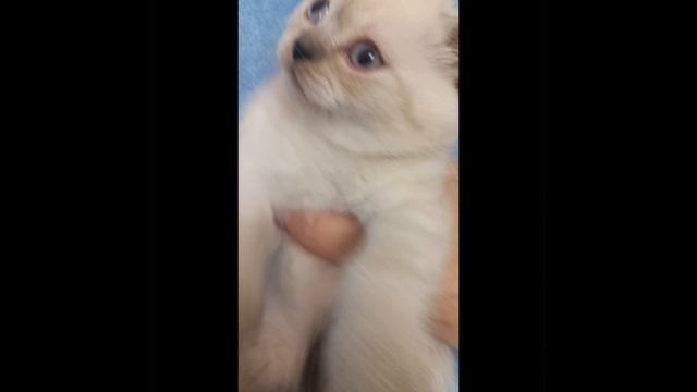 Актирование Индис Фэнси 27.03.2025