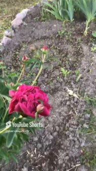 Ленинградская область. Хвойное. 17.06.2024. Цветы на даче-цветущие красные пионы