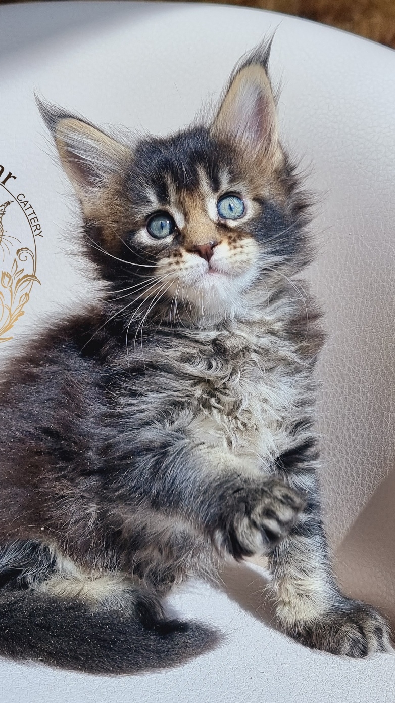 Valkiria Mos Lakshestar котенок мейн кун 1 месяц и 2 недели.