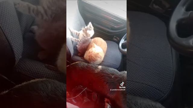как та так