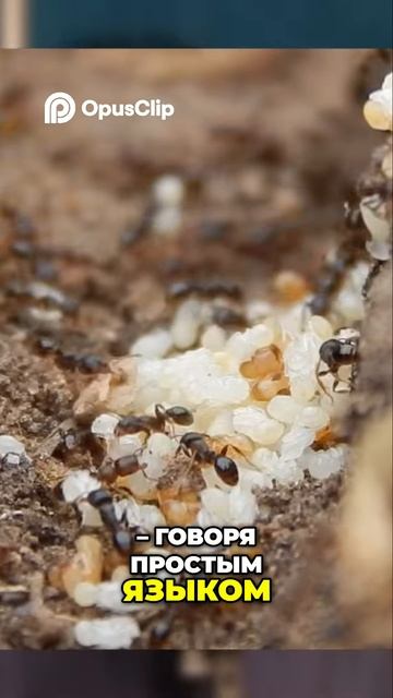 Иерархия муравьев: Кто главный в муравейнике?