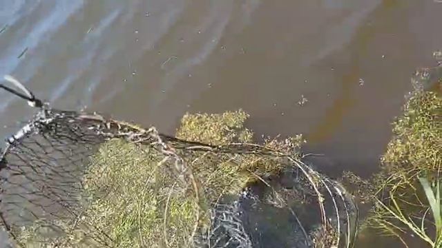 Будни егеря. Рыбалка 🎣 на старом русле.5.05.25.