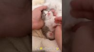 котики 2