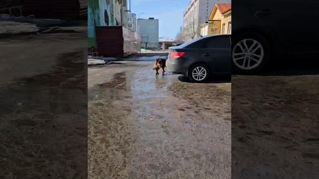 Питомцы. Кому они нужны, если кому... Подписываемся vr9753l_  Лайки и комментарии пишем обязательно.
