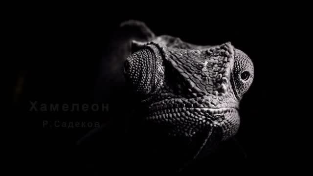 Хамелеон /Р.Садеков/