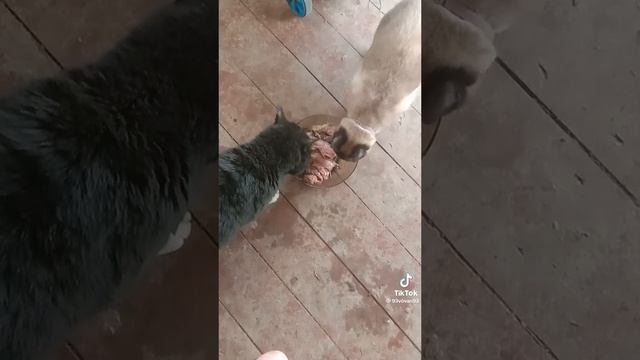 Скумбрия фаршированная с овощами на мангале 🐟 🔥