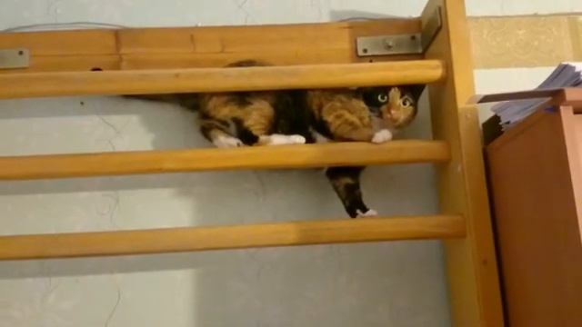 Скалолазка моя гутаперчевая.mp4