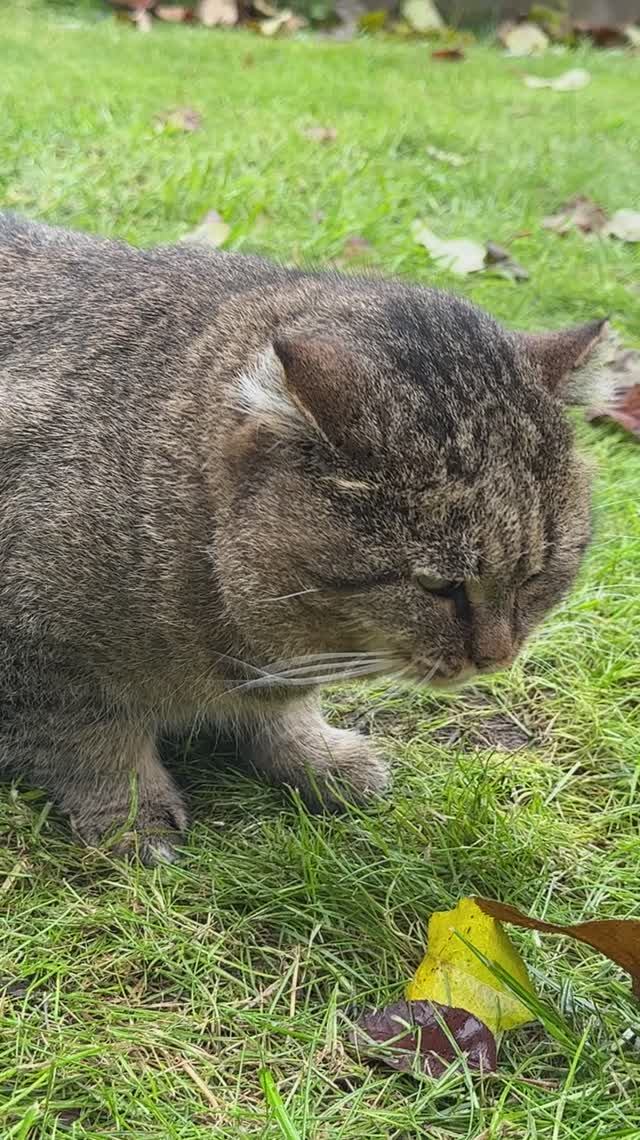 Витамины для лесного кота