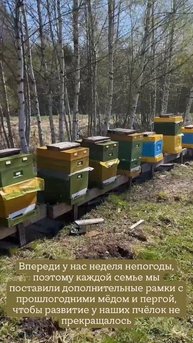Кормим в холода пчел