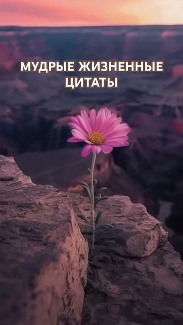 Мудрые жизненные цитаты #афоризмы #цитаты#мышление#мудрость