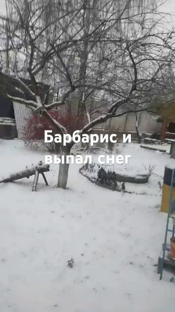 Орёл. 7 декабря. Барбарис