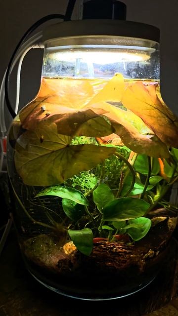 My office  Desk Light Aquarium | 2-Month Update! | Мой офис Настольный свети?