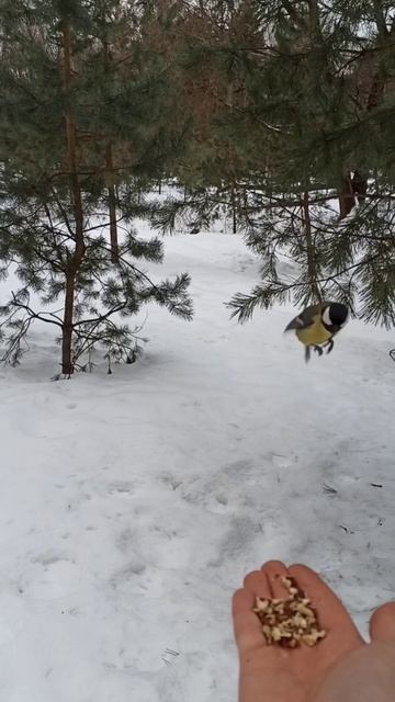 Ручные синички