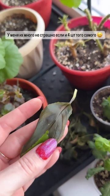 моя рассада цветов 💐. ХОЧЕШЬ ТАК-ЖЕ? 🔎инста ariskina_sveta