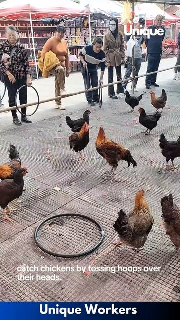 Catching chickens with hoops chicken game- The workers do their job perfectly ｜｜ #machine #shorts