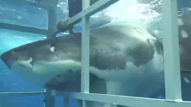 ДО_И_ПОСЛЕ_ВЗРОСЛЕНИЯ_НЕВЕРОЯТНЫЕ_ТРАНСФОРМАЦИИ_ЖИВОТНЫХ