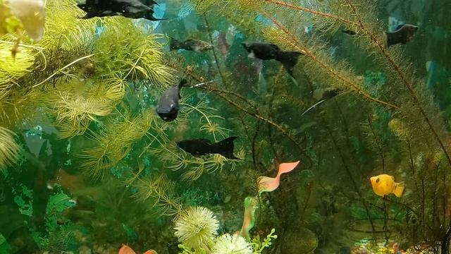 Крепкий и нежный СОН.релакс и успокоение нервной системы