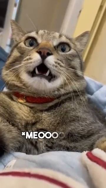 Daily dose of internet cats Part 62