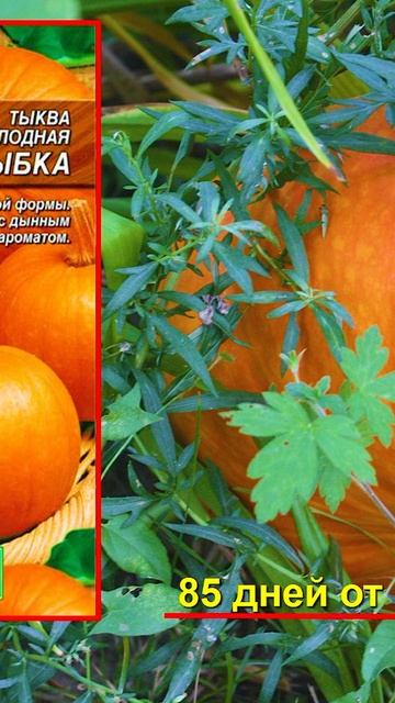Посейте эти семена тыквы в 2025 🎃
