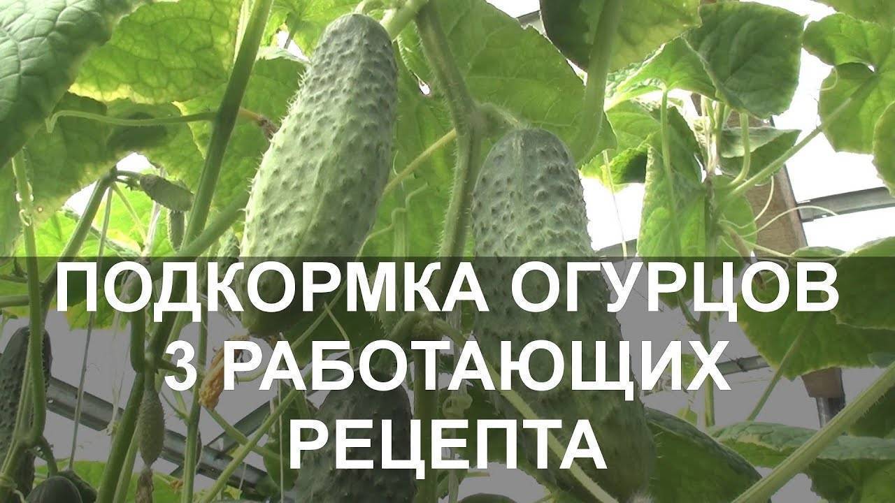 СОСЕДИ ПЛАЧУТ от зависти! Мой СЕКРЕТ ПОДКОРМКИ ОГУРЦОВ для ровных и сочных плодов