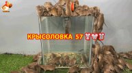 Крысоловка вариант (57) 🐀 Как сделать крысоловку своими руками и поймать кучу крыс 🐀🐁🐀
