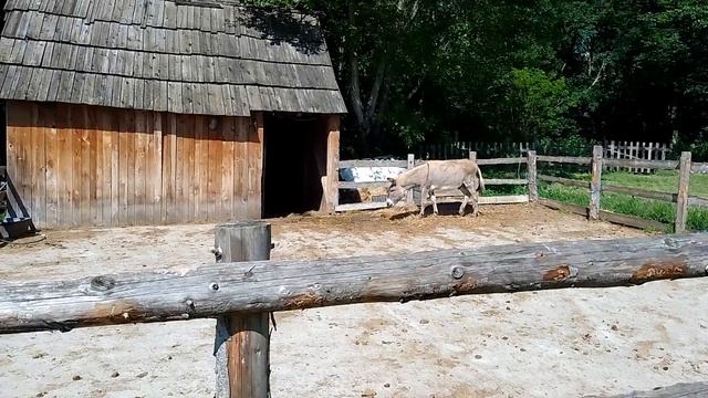 Магарац
