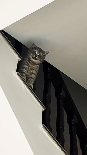Cat Sound Like Nissan GTR🔊 #nissan #gtr #nismo #jdm #japan #car #automobile #shorts #viral #cat