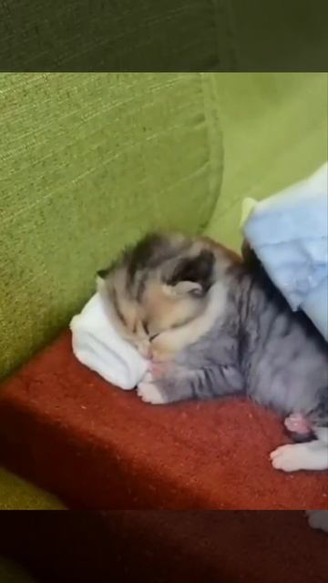 самое время идти в теплую кроватку и смотреть сладкий сон 🐱