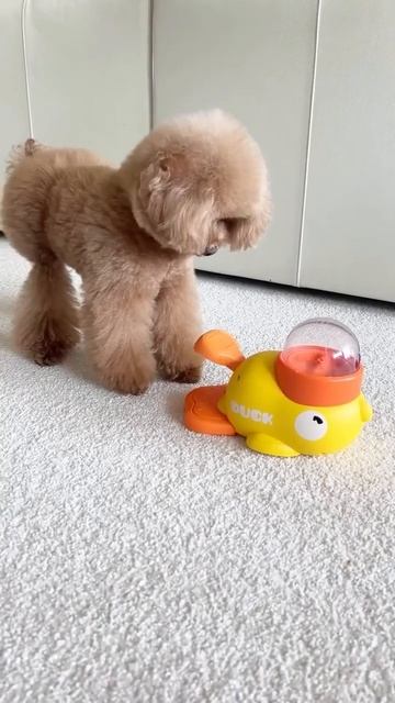 Собакен быстро разобрался, что к чему 😉😻🐶