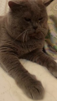 🐱