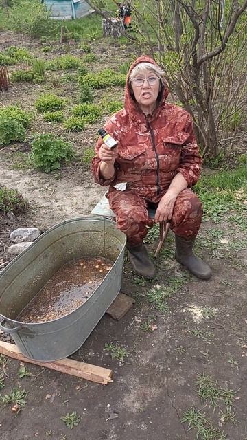 Как вырастить крепкий и здоровый лук