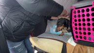 DOG VLOG: Акция. Счастливое событие в пасмурный день. Субб?